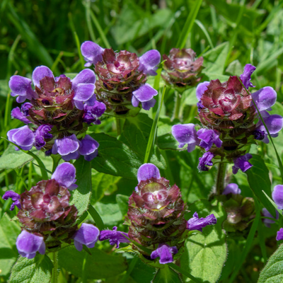 Prunella grandiflora | Bella Blue