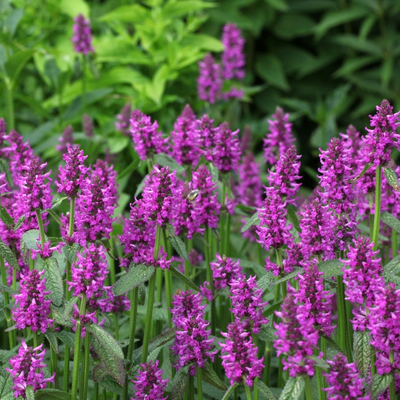 Stachys officinalis | Purple | Dwarf Betony