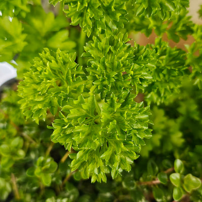Assorted Herbs
