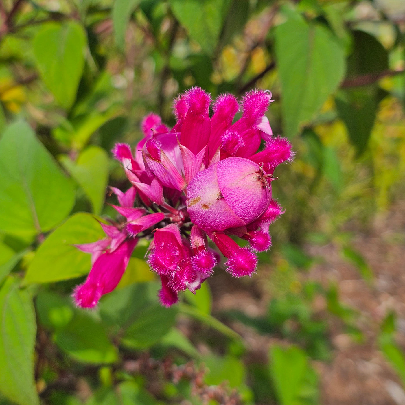 Salvia involucrata var. puberula | Hidalgo | Roseleaf Sage