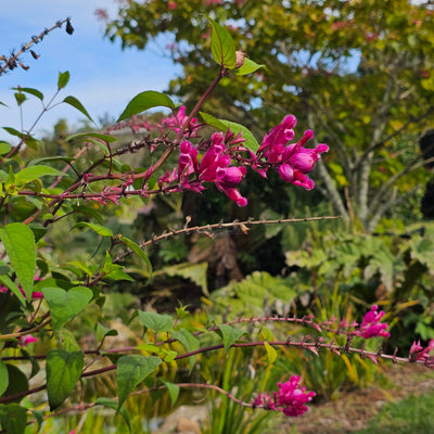 Salvia involucrata var. puberula | Hidalgo | Roseleaf Sage