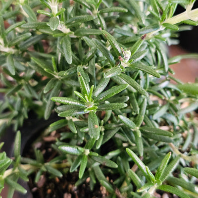 Assorted Herbs