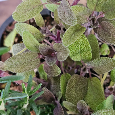 Assorted Herbs