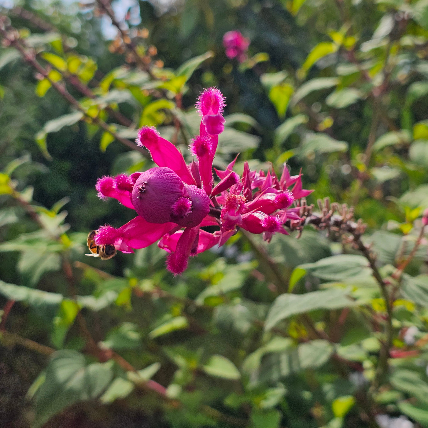 Salvia involucrata var. puberula | Hidalgo | Roseleaf Sage