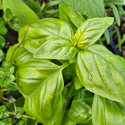 Assorted Herbs