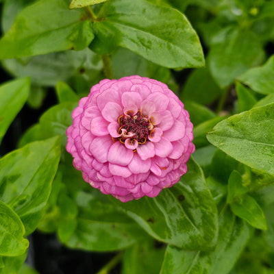 Zinnia | Lilliput Mix