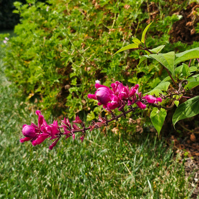 Salvia involucrata var. puberula | Hidalgo | Roseleaf Sage