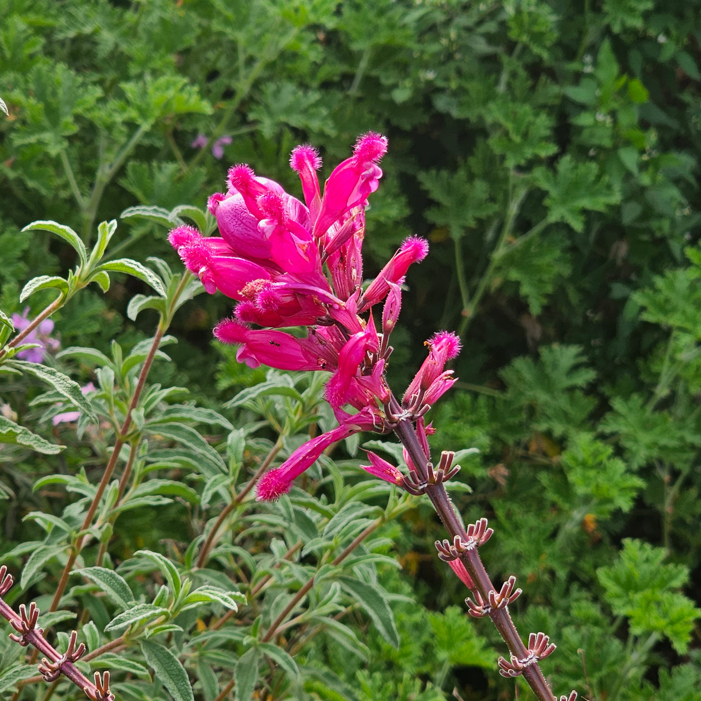 Salvia involucrata var. puberula | Hidalgo | Roseleaf Sage