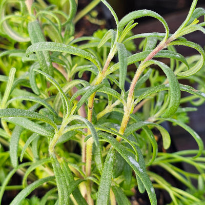 Assorted Herbs