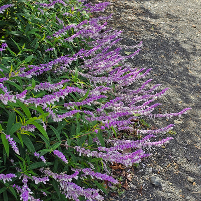 Salvia leucantha | Spring Gold Joy