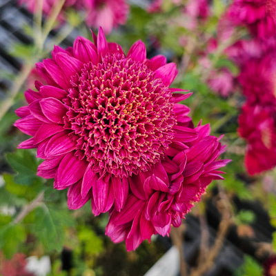 Chrysanthemum | Tom's Memory