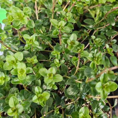 Assorted Herbs