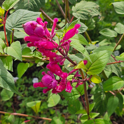 Salvia involucrata var. puberula | Hidalgo | Roseleaf Sage