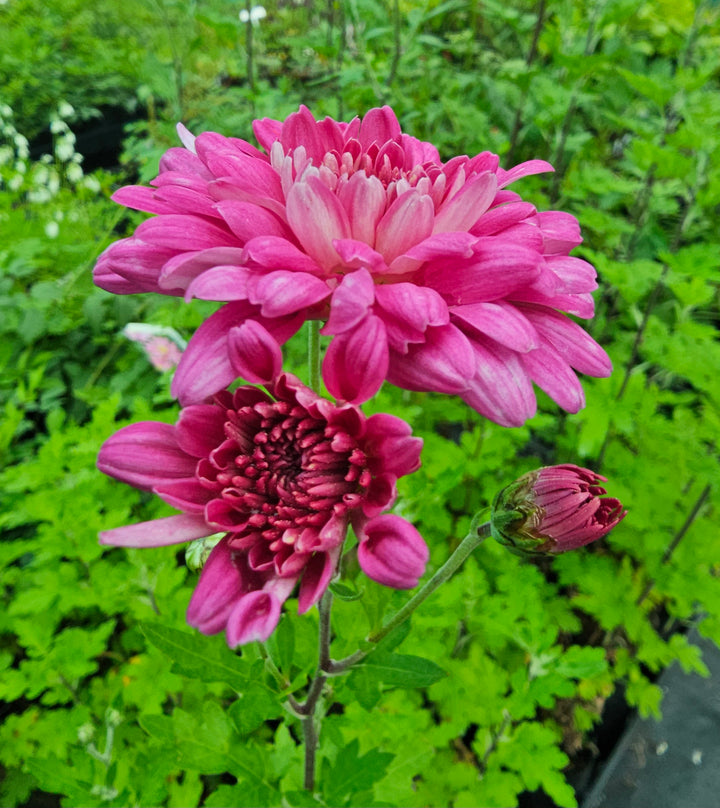ARABIA エステリ \"Chrysanthemum leucanthemum\" Linflowers Chrysanten (@linflowerschrysanten) · Zuilichem