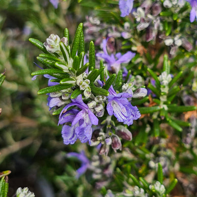 Rosmarinus officinalis | Mozart