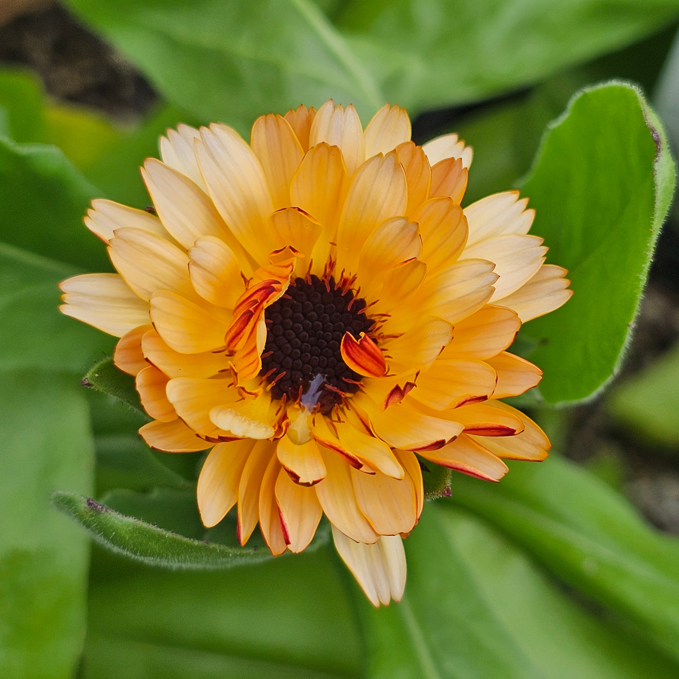 Calendula officinalis | Sunset Tones