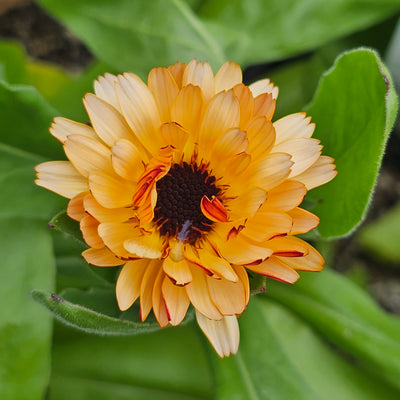 Calendula officinalis | Sunset Tones