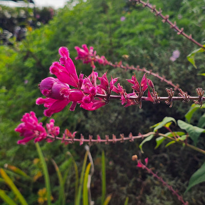 Salvia involucrata var. puberula | Hidalgo | Roseleaf Sage