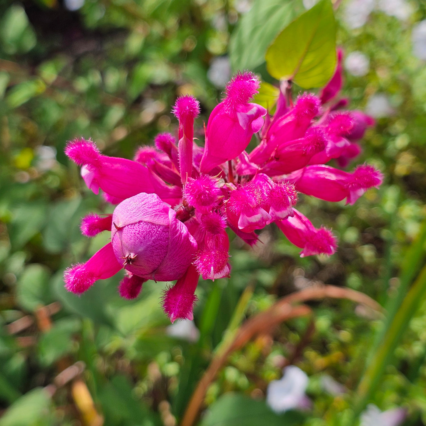 Salvia involucrata var. puberula | Hidalgo | Roseleaf Sage