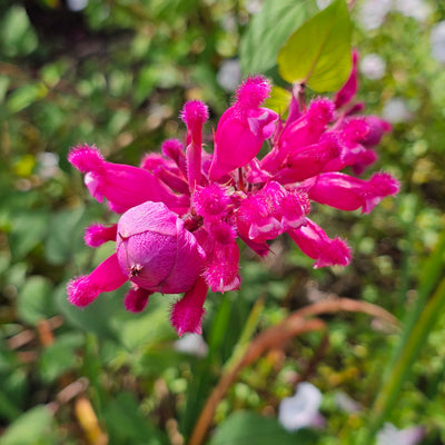 Salvia involucrata var. puberula | Hidalgo | Roseleaf Sage