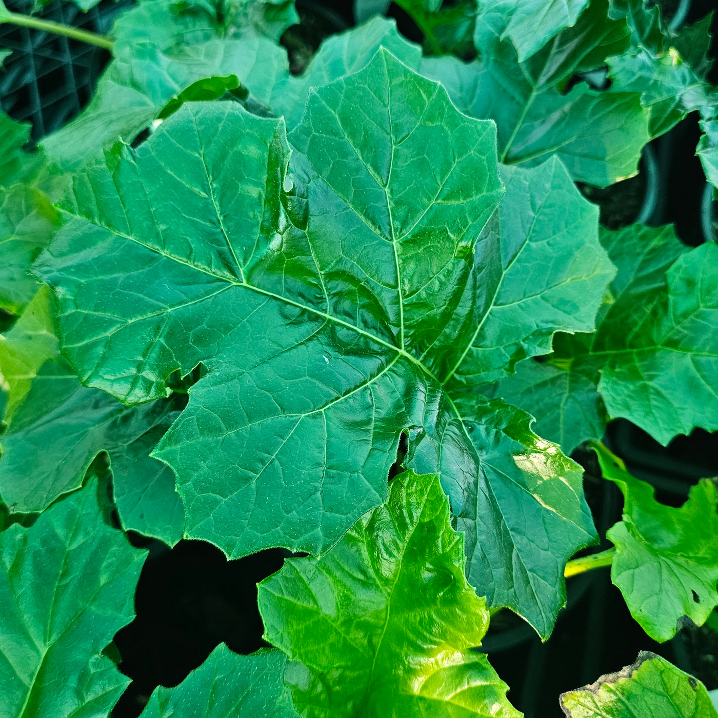 Acanthus mollis