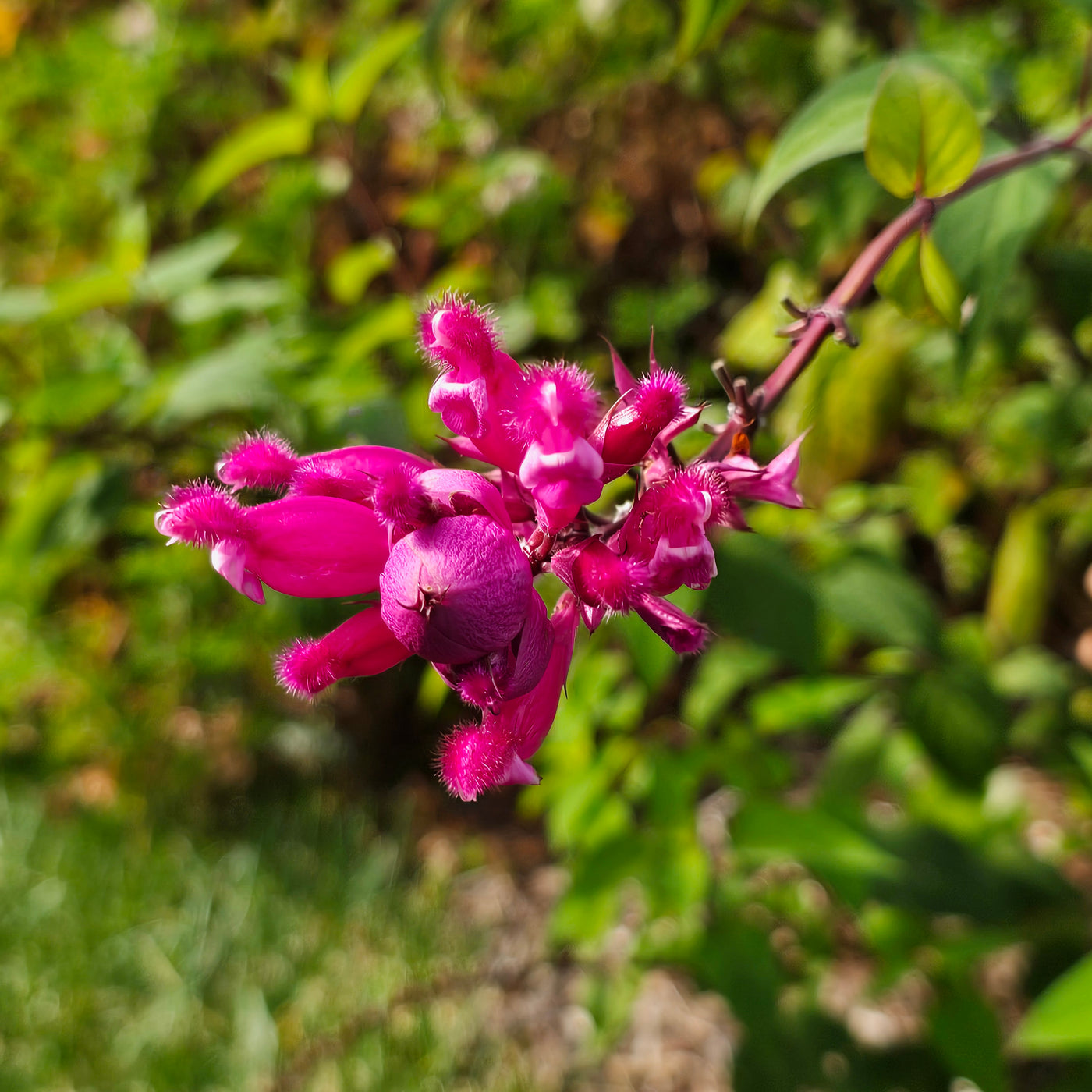 Salvia involucrata var. puberula | Hidalgo | Roseleaf Sage