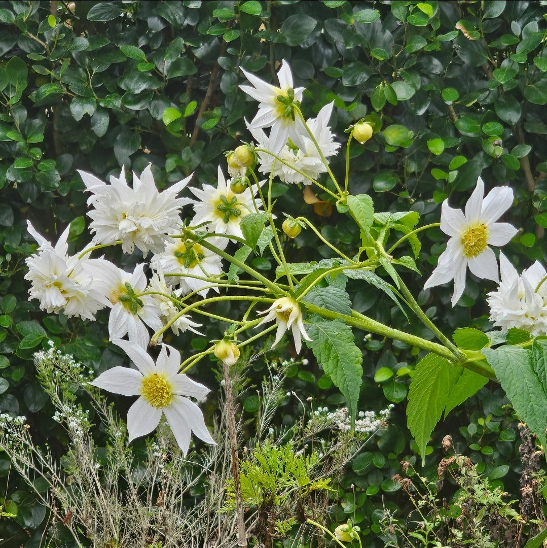 Dahlia imperialis | White anemone | Tree Dahlia