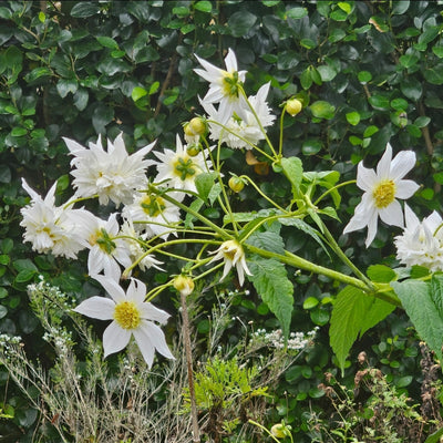 Dahlia imperialis | White anemone | Tree Dahlia
