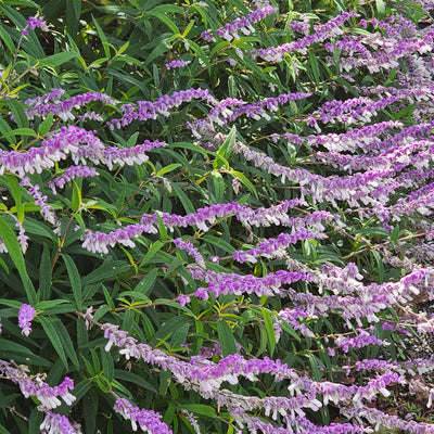 Salvia leucantha | Spring Gold Joy