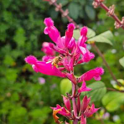 Salvia involucrata var. puberula | Hidalgo | Roseleaf Sage