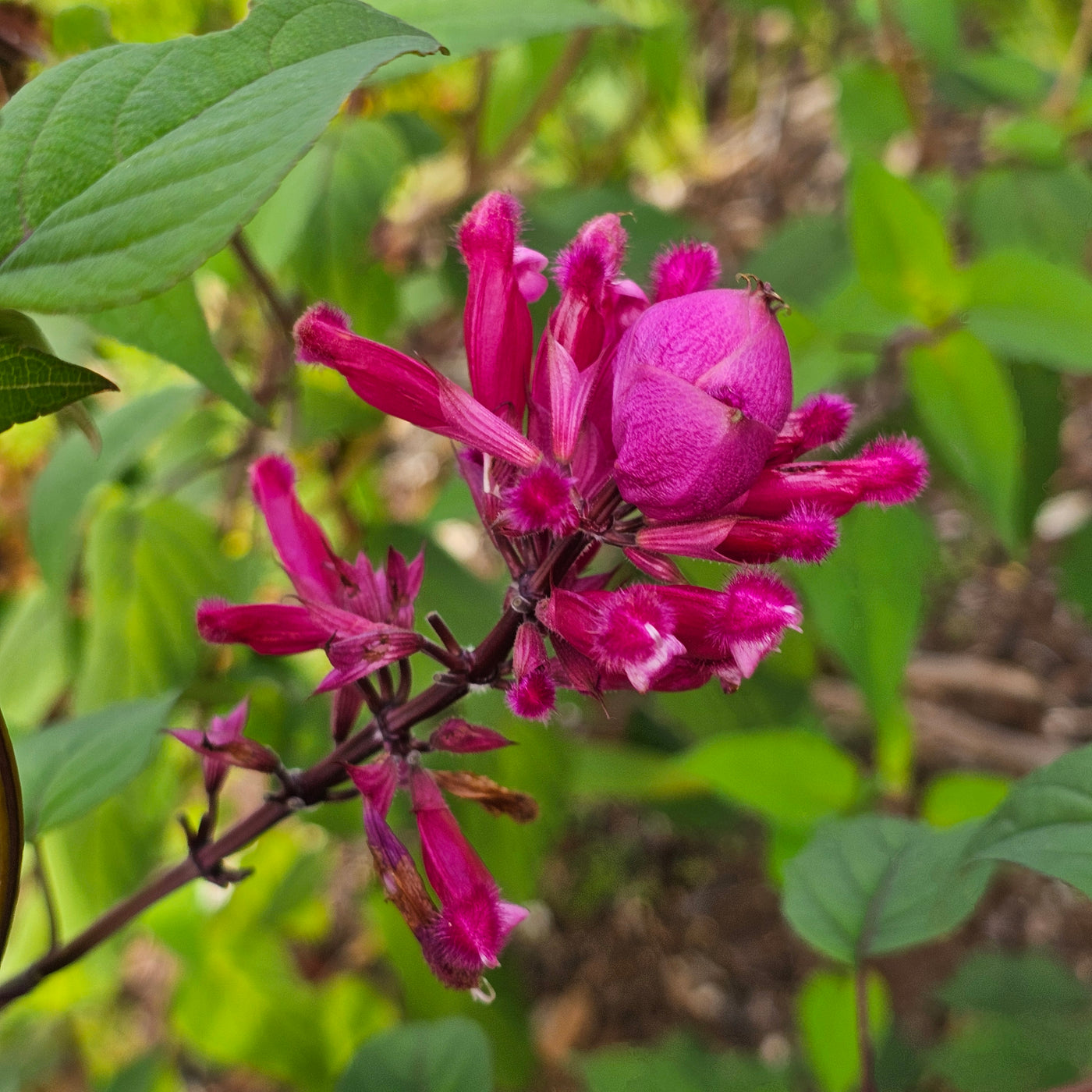 Salvia involucrata var. puberula | Hidalgo | Roseleaf Sage