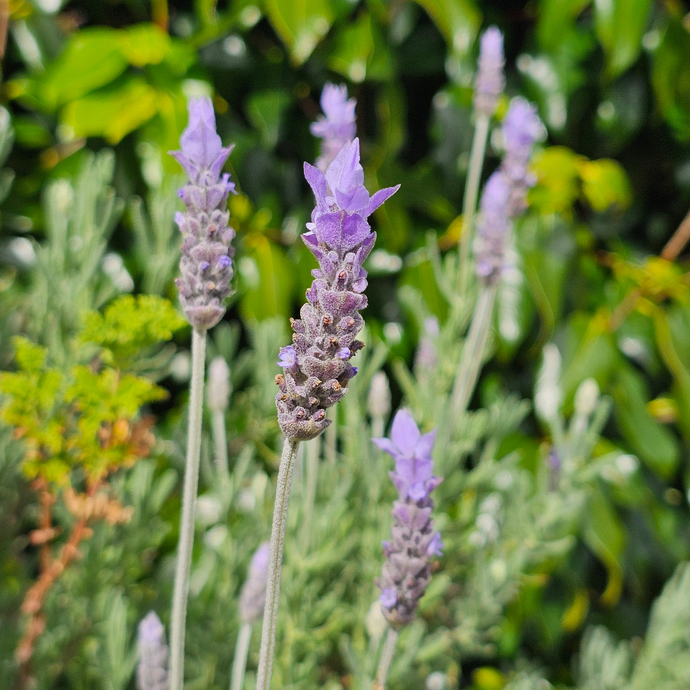 Lavandula dentata