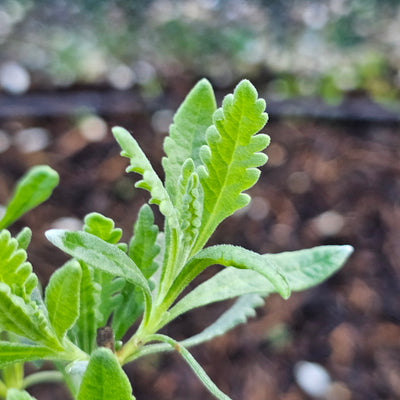 Lavandula x allardii