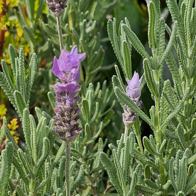 Lavandula dentata