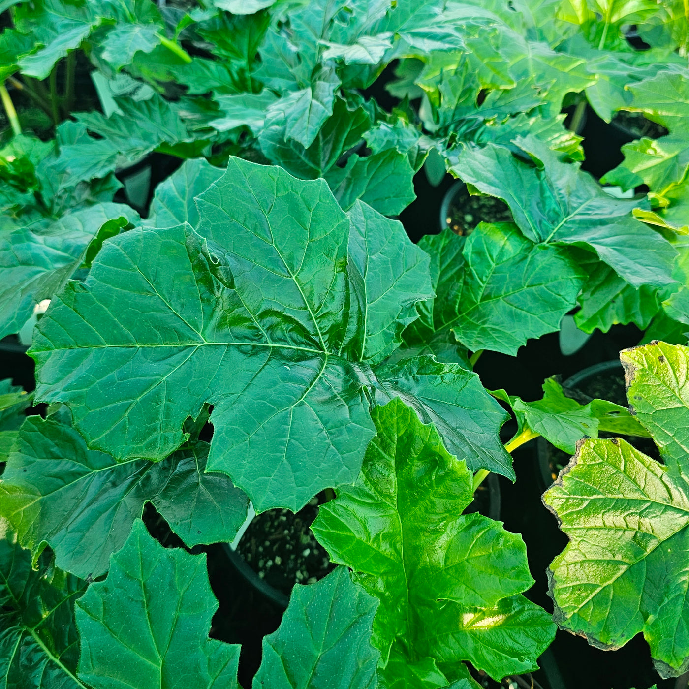 Acanthus mollis