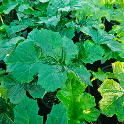 Acanthus mollis