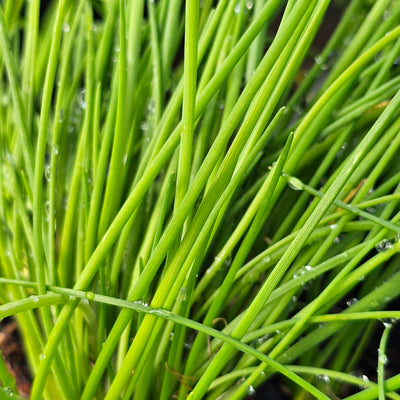 Assorted Herbs