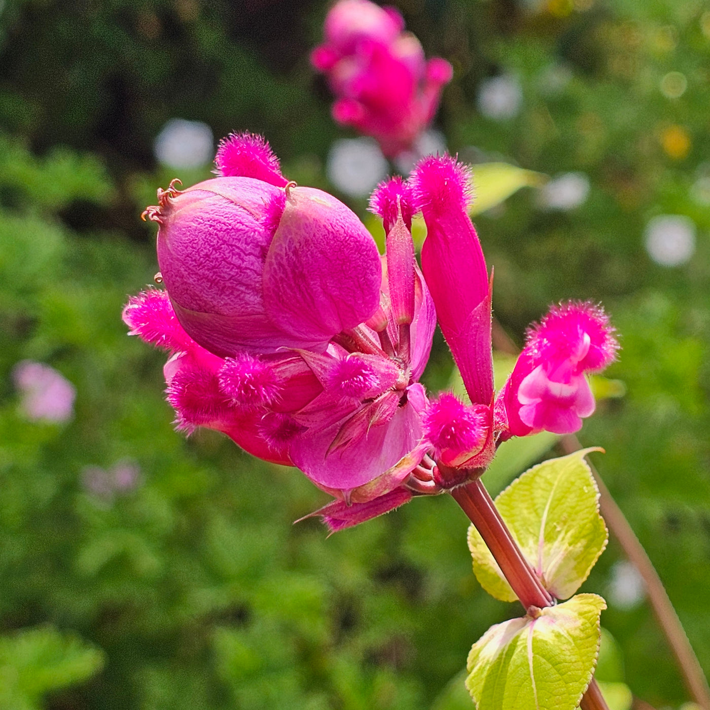 Salvia involucrata var. puberula | Hidalgo | Roseleaf Sage