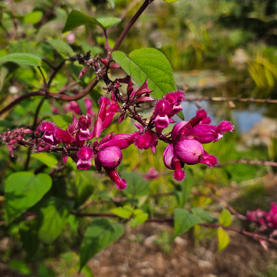 Salvia involucrata var. puberula | Hidalgo | Roseleaf Sage
