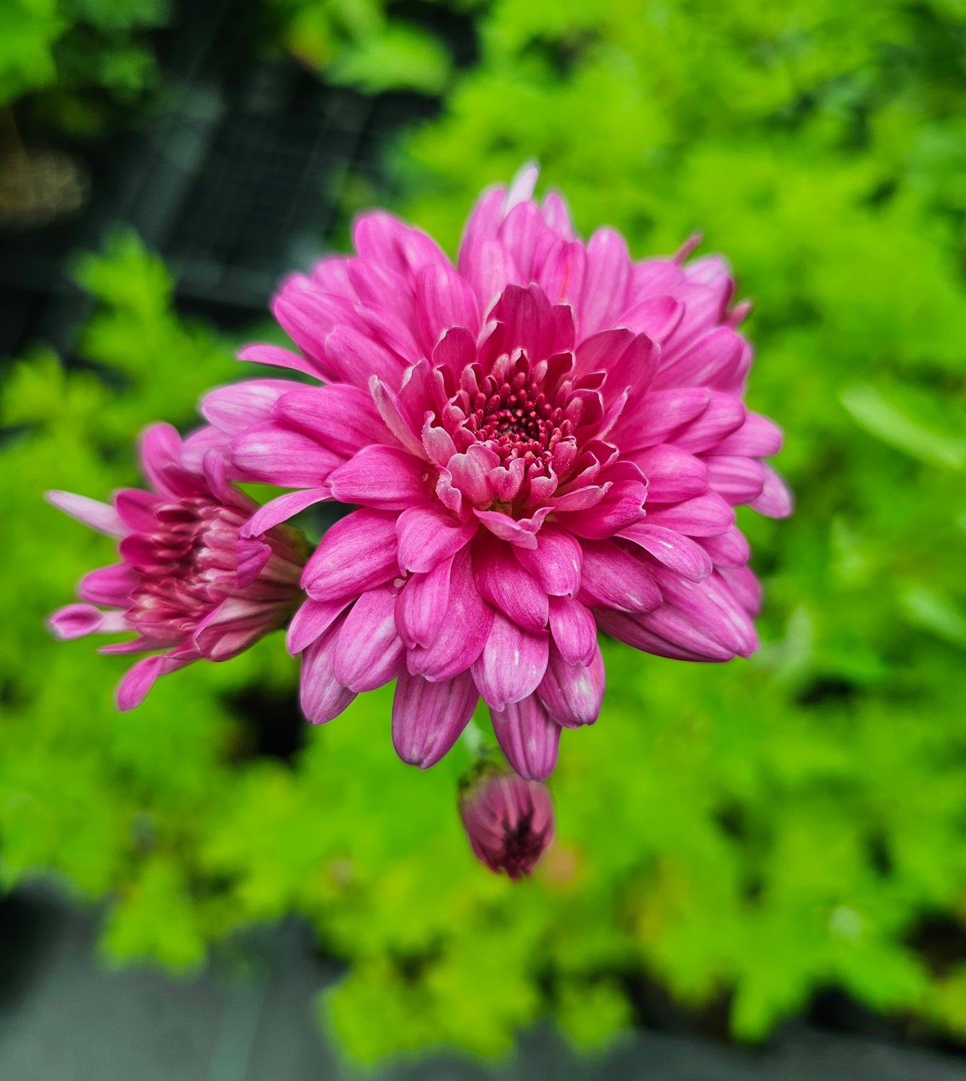 Chrysanthemum | Raspberry