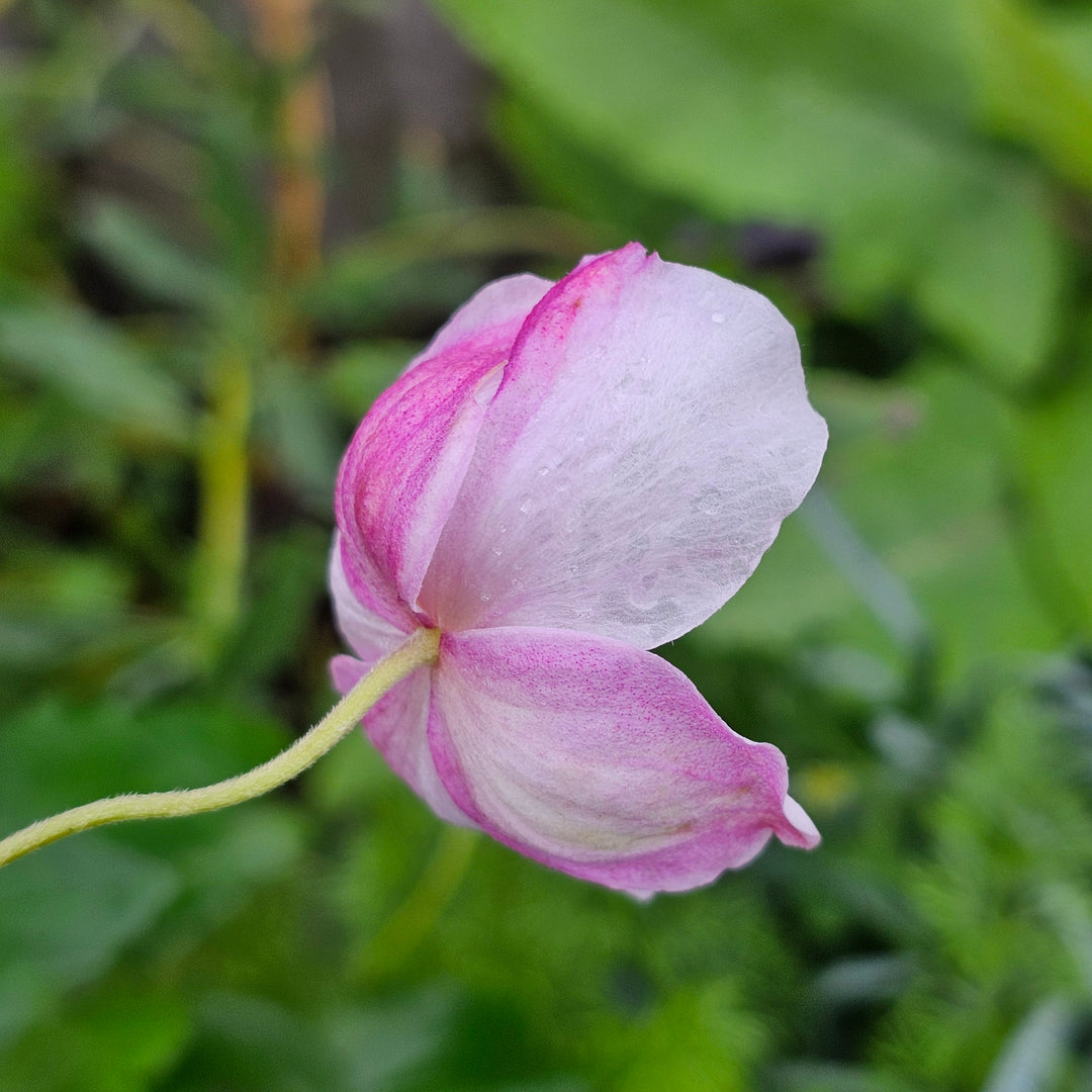 *anemone* LongTentacle-Anemone-Pink-