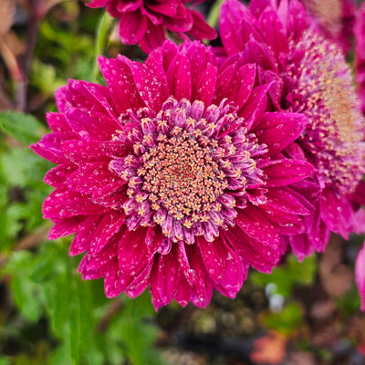 Chrysanthemum | Tom's Memory
