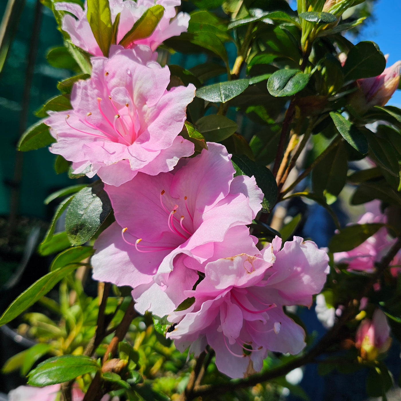 Azalea indica | Silver Anniversary