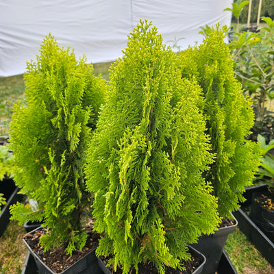 Thuja orientalis | Aurea Nana