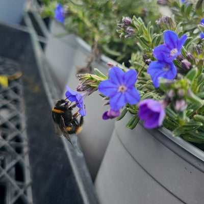Lithodora diffusa | Grace Ward