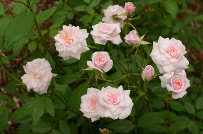 Rosa polyantha | Cecile Brunner