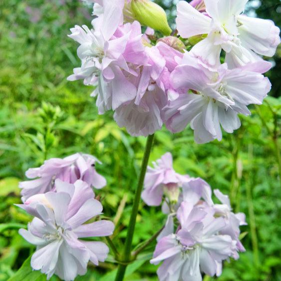 Saponaria officinalis | Flore Pleno | Rosea