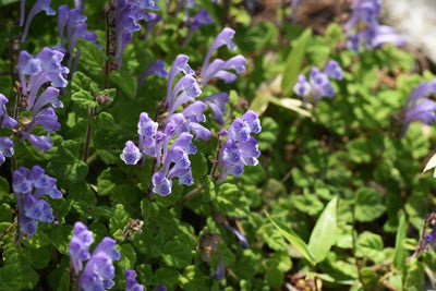 Scutellaria hybrid | Royal Velvet | Skullcap