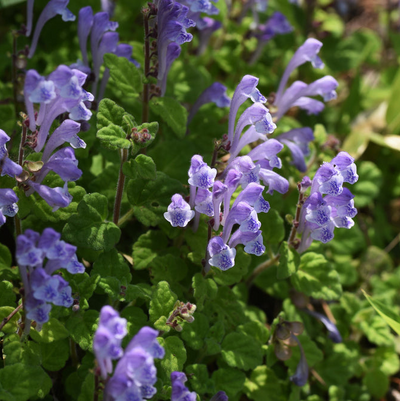 Scutellaria hybrid | Royal Velvet | Skullcap