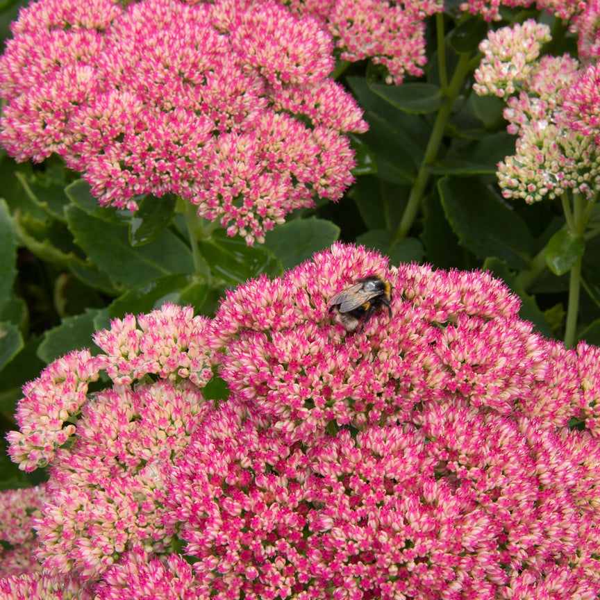 Hylotelephium spectabile (syn. Sedum)| Brilliant